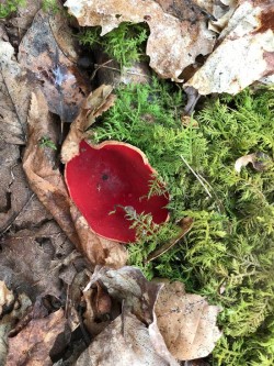 Natures Paint Photo: Charlotte A. Reed