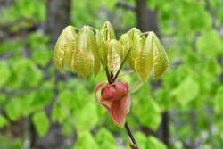 Hickory leaves Photo: Judy Sweet