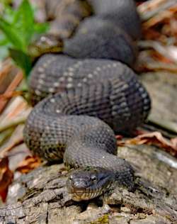 Water snake Photo: Tami Gingrich