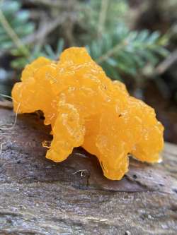 Orange jelly Photo: Kirk T. Gentalen