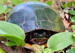 Painted turtle Photo: Karinne Heise