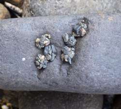 Caddisfly pebbles Photo: Frank Kaczmarek