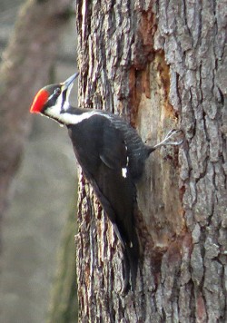 28_pileated_woodpecker.jpg