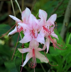 Pinkster azalea Photo: Charlie Schwarz
