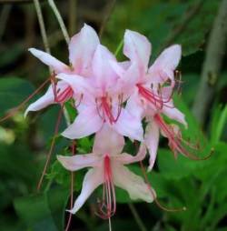 Pinkster azalea Photo: Charlie Schwarz