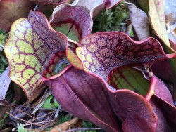 Pitcher plants Photo: Pam Landry