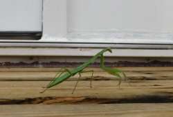 Praying mantis Photo: Bonnie Honaberger