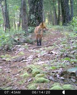 Red fox Photo: Bonnie Honaberger