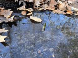 Skunk cabbage Photo: Wayne Stocker