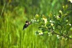 Hummingbird Photo: Cindy Morin