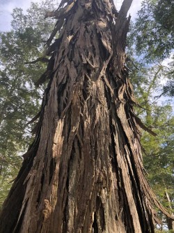 Shag Bark Hickory Photo: Rodney Johnson