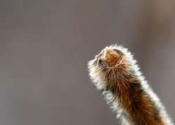 Sumac bud Photo: Liz Thompson