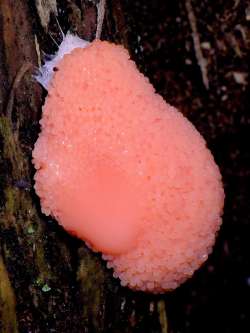 Slime mold Photo: Frank Kaczmarek