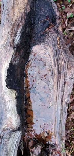 Tree trunk Photo: Susan Lichty