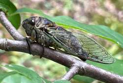 Cicada Photo: Barry Wicklow