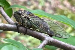 Cicada Photo: Barry Wicklow
