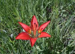 Wood lily Photo: Geoffrey Bluh