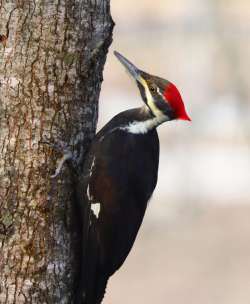 Pileated woodpecker Photo: Christine Young