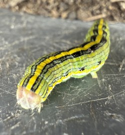 Hooded owlet Photo: Katherine Fiveash