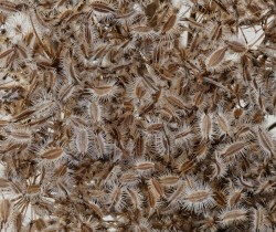 Queen Annes lace Photo: Mark Geoffroy