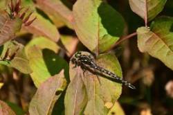 Arrow clubtail Photo: Ken Hatch