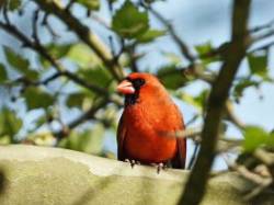 Male cardinal Photo: Richard Philben