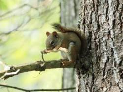 Red squirrel Photo: Carol Roede