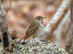 Hermit thrush Photo: Karen Suhrhoff