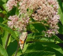 american lady butterfly Photo: Bonnie Honaberger