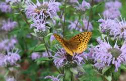 Atlantis fritillary Photo: Brenton L. Johnson