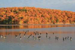 Canada geese Photo: John Blaser