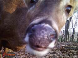 29_Deer_Game_Camera.jpg