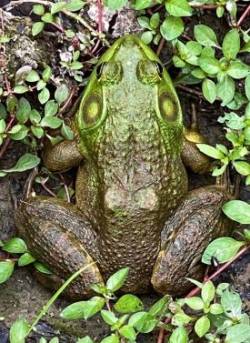 American Bullfrog Photo: Holt Thrasher