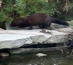 American mink Photo: Sabina Ernst