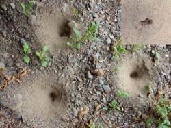 Antlion doodles Photo: Frank Kaczmarek