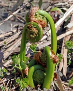 Ostrich ferns Photo: Sheri Larsen