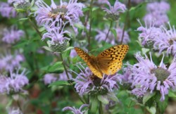 Atlantis fritillary Photo: Brenton L. Johnson