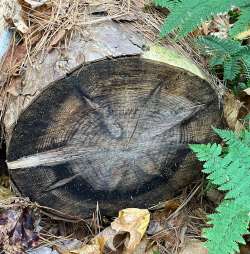 Stump patterns Photo: Sharon Bombard