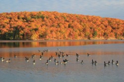 Canada geese Photo: John Blaser