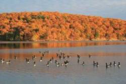 Canada geese Photo: John Blaser