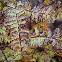 Maidenhair fern Photo: Sandy Dannis