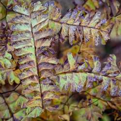 Maidenhair fern Photo: Sandy Dannis