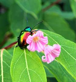 Dogbane Photo: Bekky Honkala