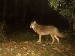 Eastern coyote Photo: Charlie Schwarz