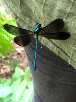 Jewelwing Photo: Frederick G. Thurber