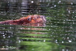 Beaver Photo: Eric D'Aleo