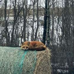 Fox nap Photo: Glenn Foster