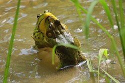 Frog Pond Photo: Randi Barrett