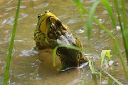 Frog Pond Photo: Randi Barrett