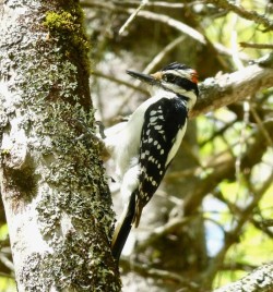 Hairy Woodpecker Photo: Chuck Dinsmore